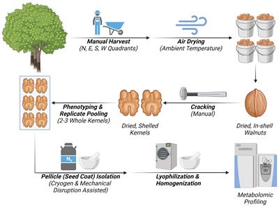 Unveiling the “hidden quality” of the walnut pellicle: a precious source of bioactive lipids